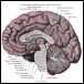 Consciousness and the sausage factory